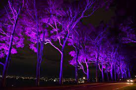 Queen s platinum jubilee purple