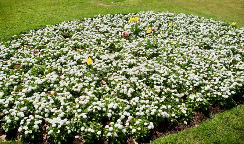 White flowerbeds queens park crewe cheshire england united kingdom 155973340